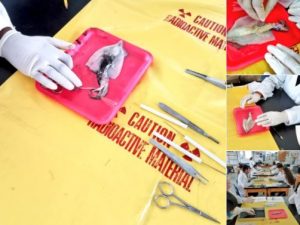 science activities - scalpel